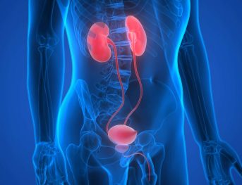3D Illustration of Human Body Organs (Kidneys)
